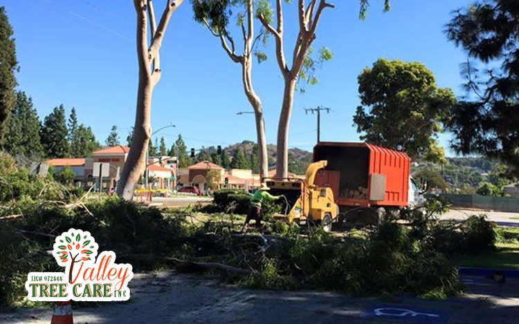 Tree Services in Malibu - Brush Clearance & Land Clearing